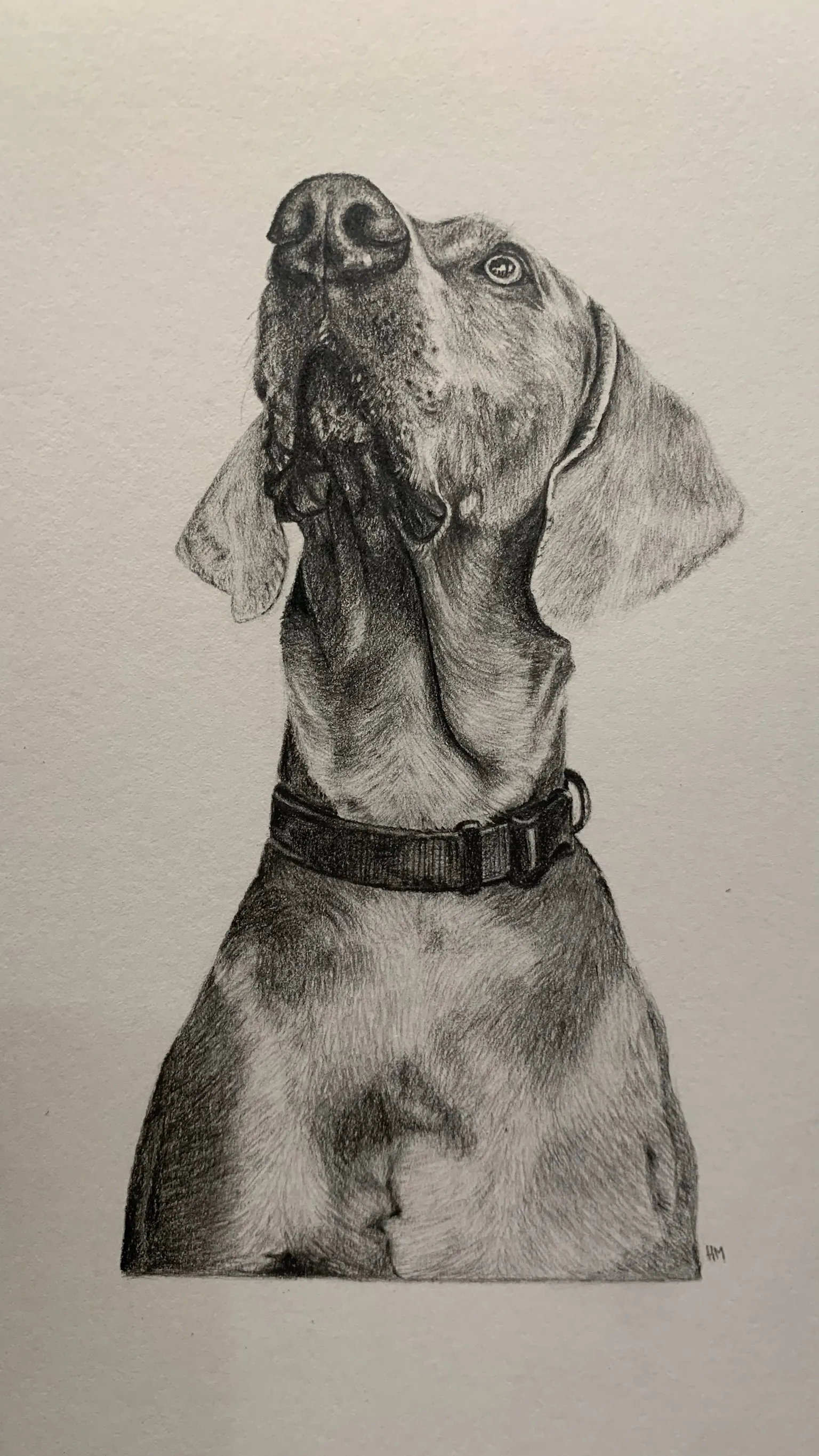 Graphite portrait of a Weimaraner wearing a black collar, head tilted upward.