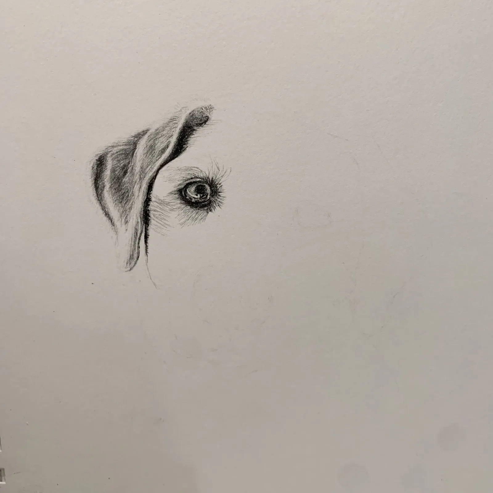 First marks: a floppy ear and a single eye on otherwise blank paper.