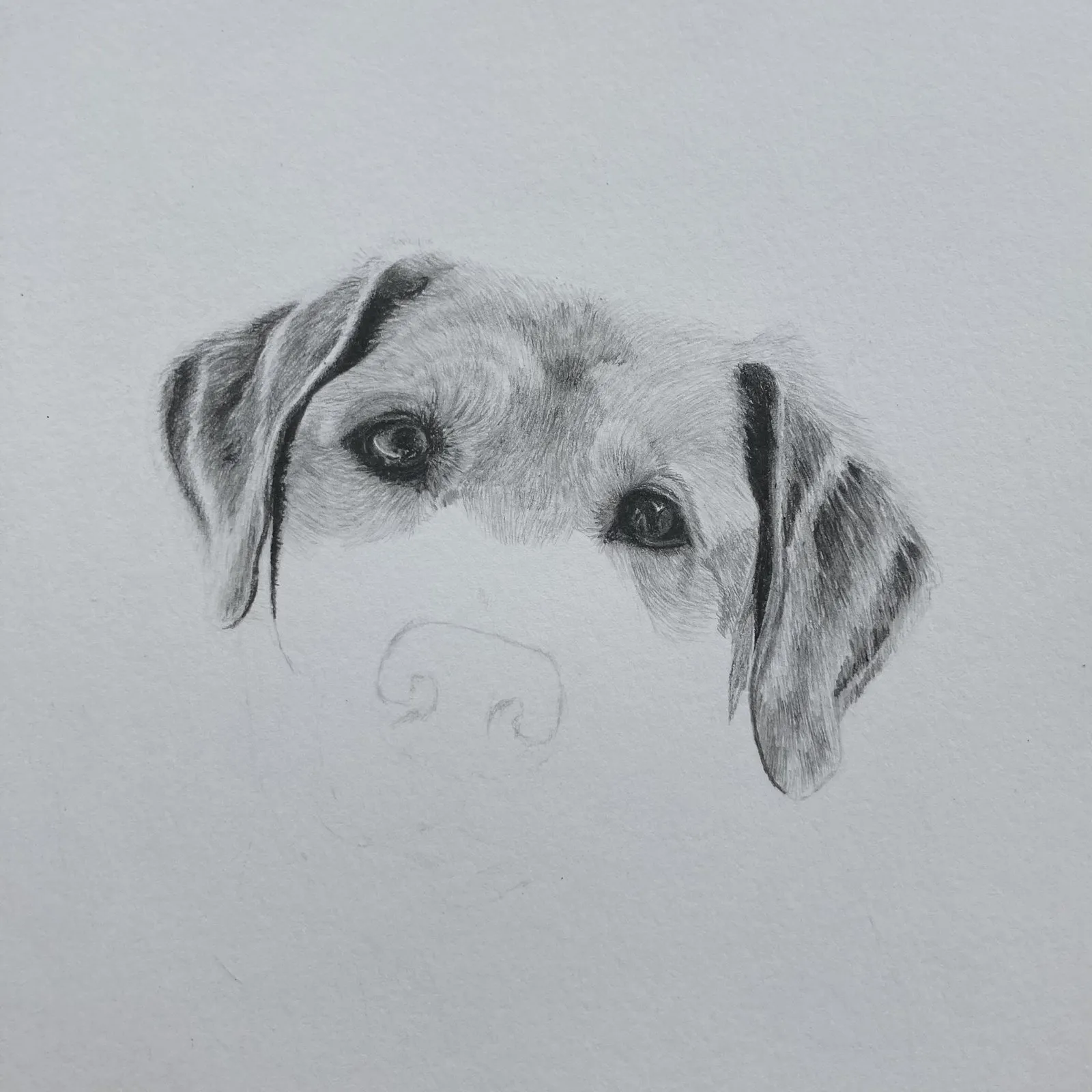Both eyes and ears rendered in graphite, the nose still just an outline.