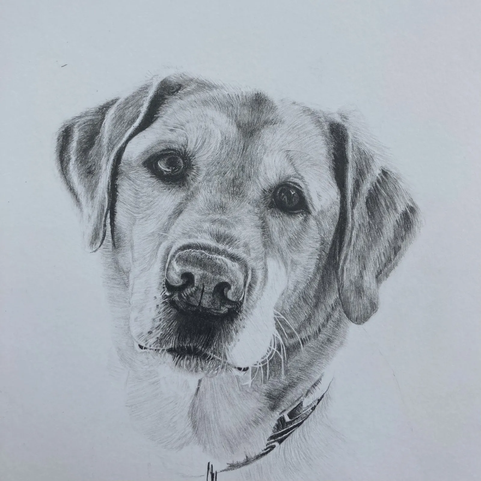 Muzzle detail and whiskers refined, the collar beginning to appear.