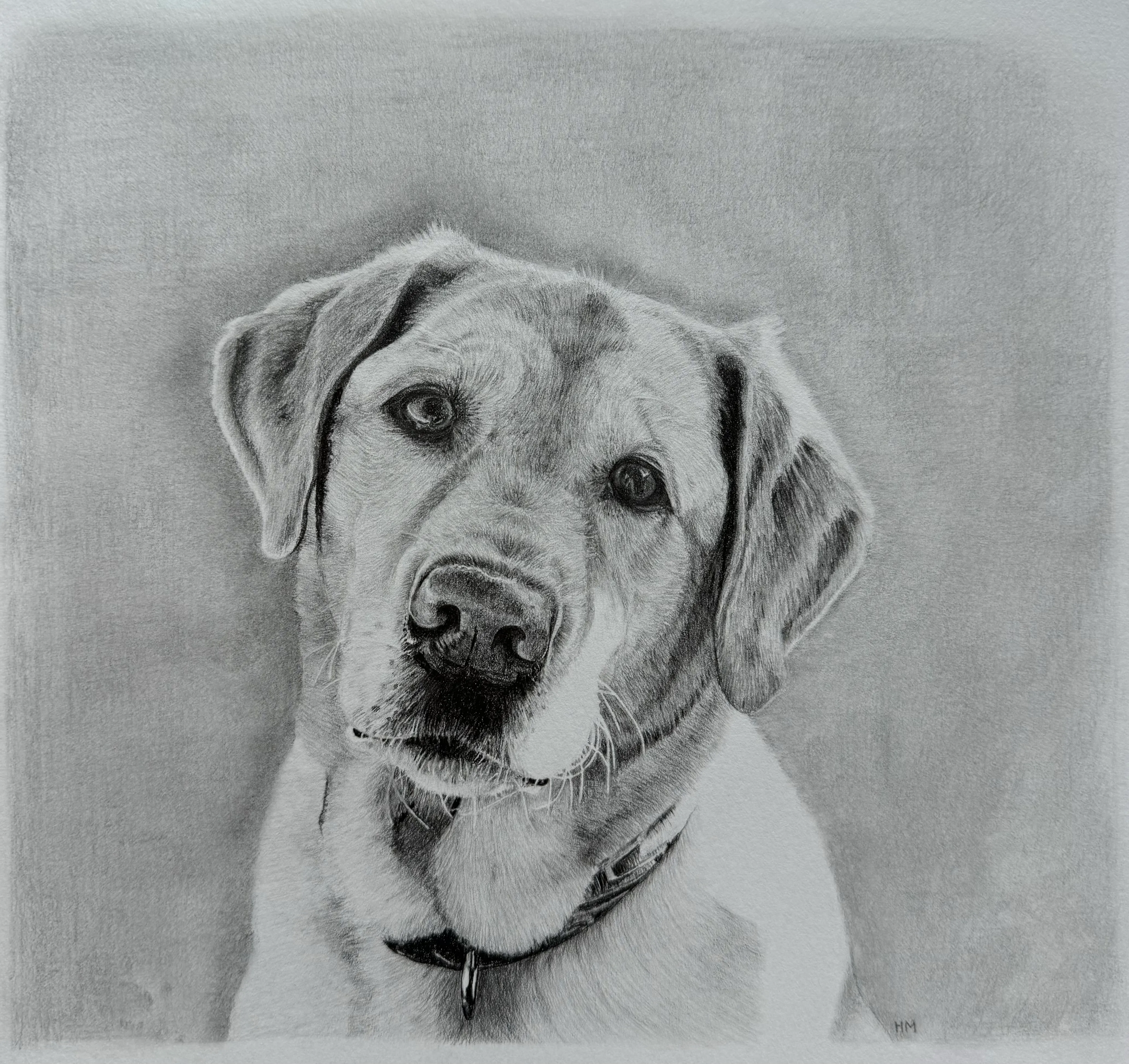 Graphite portrait of a yellow Labrador retriever looking attentively toward the viewer.